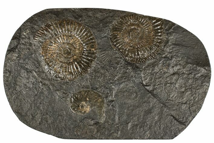 Dactylioceras Ammonite Cluster - Posidonia Shale, Germany #180415